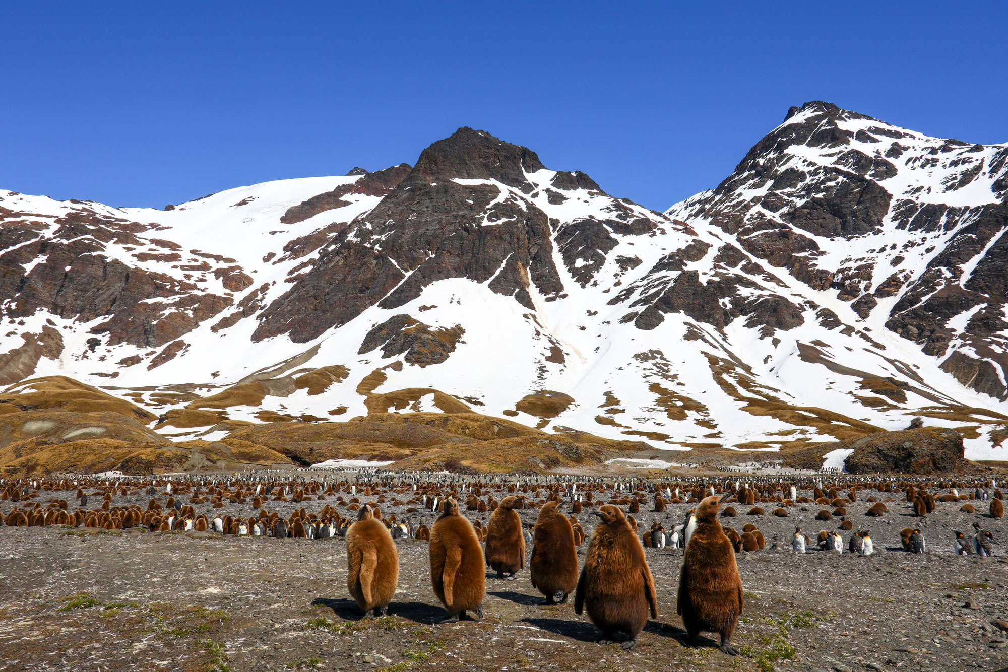 Six brown King Penguins stand on a rocky coast, with many dozens of additional penguins in the background. Behind them stand snowy mountains under a bright blue sky.