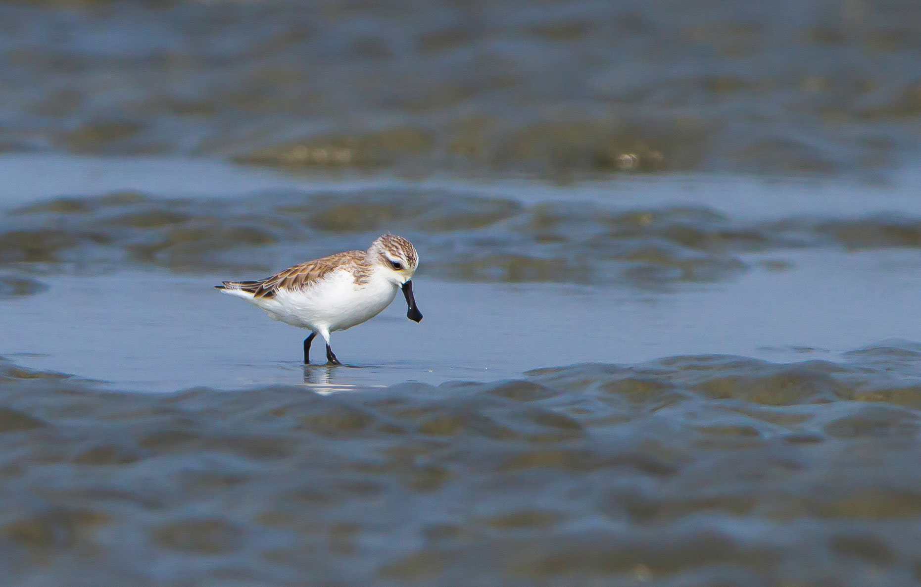 The Spoon-bill is considered the rarest sandpiper in the world. Sayam U. Chowdhury