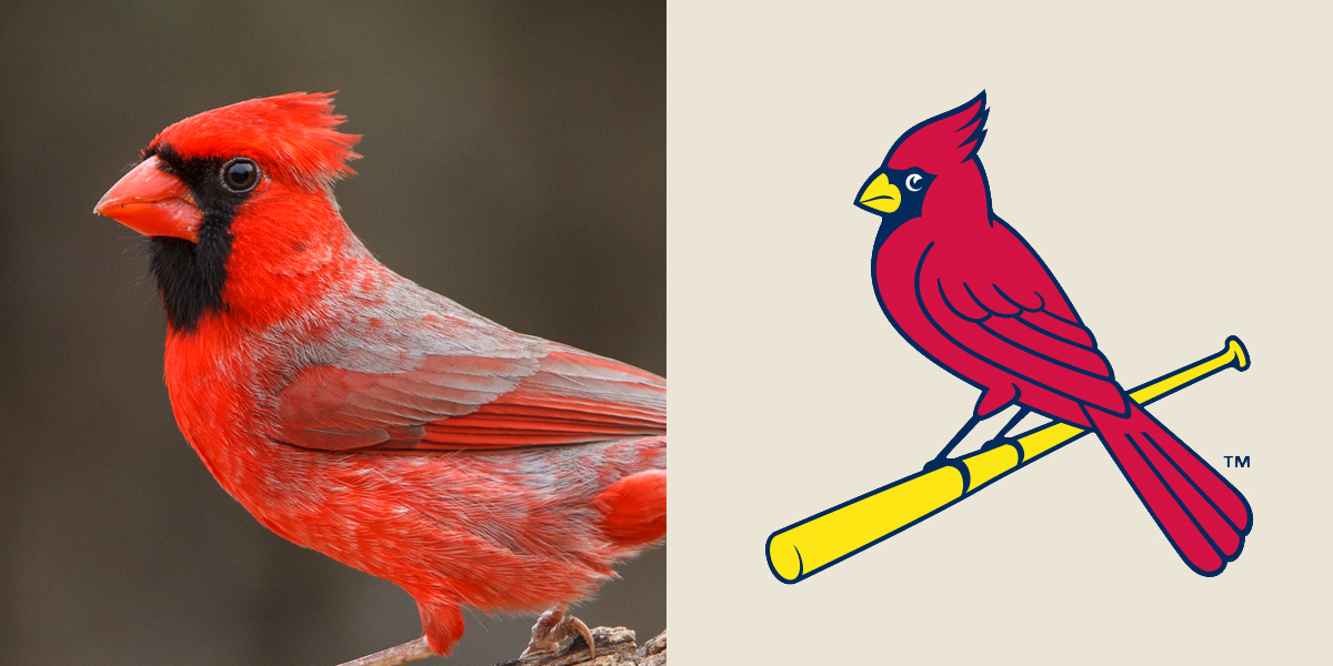 Left: Northern Cardinal. Donald Brown/Audubon Photography Awards. Right: St. Louis Cardinals logo