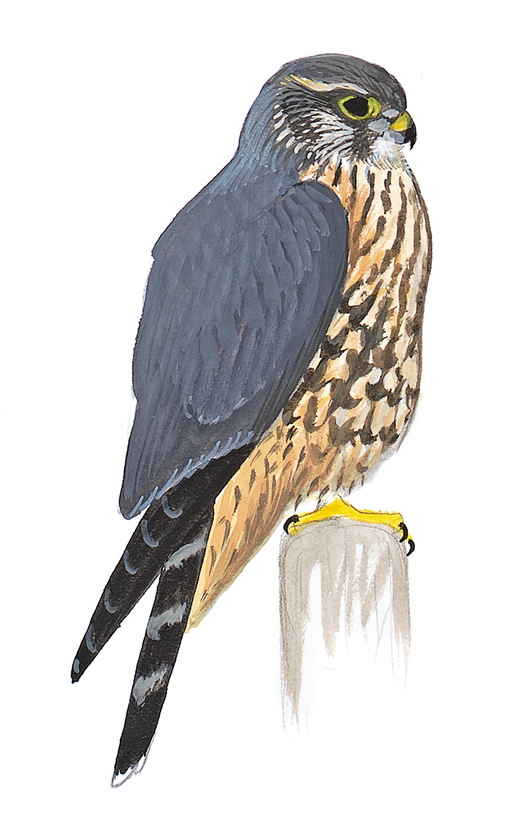 How To Start Birding | Audubon