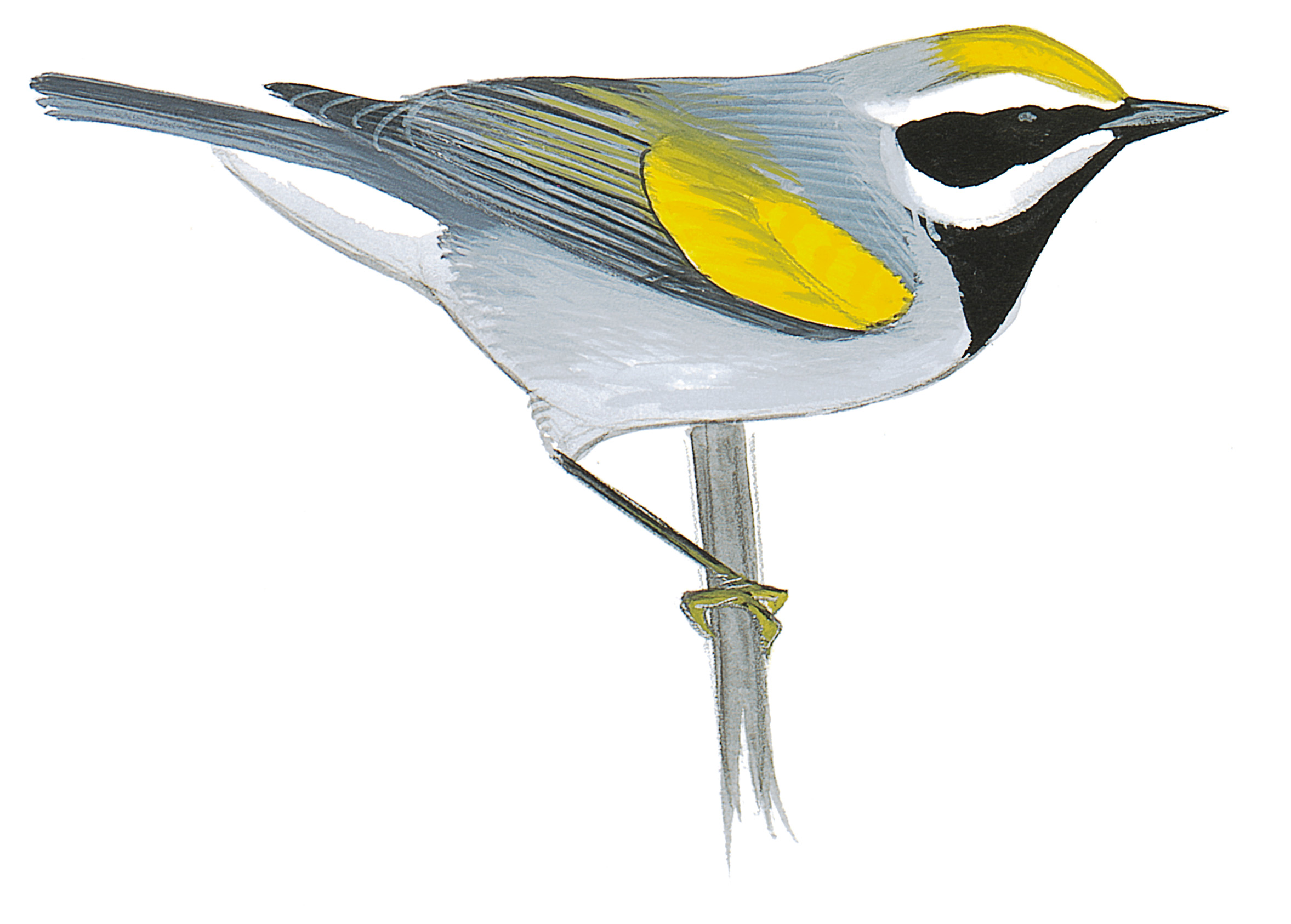Global Study Reveals the Extent of Habitat Fragmentation | Audubon - Reptile Shedding And Habitat Fragmentation