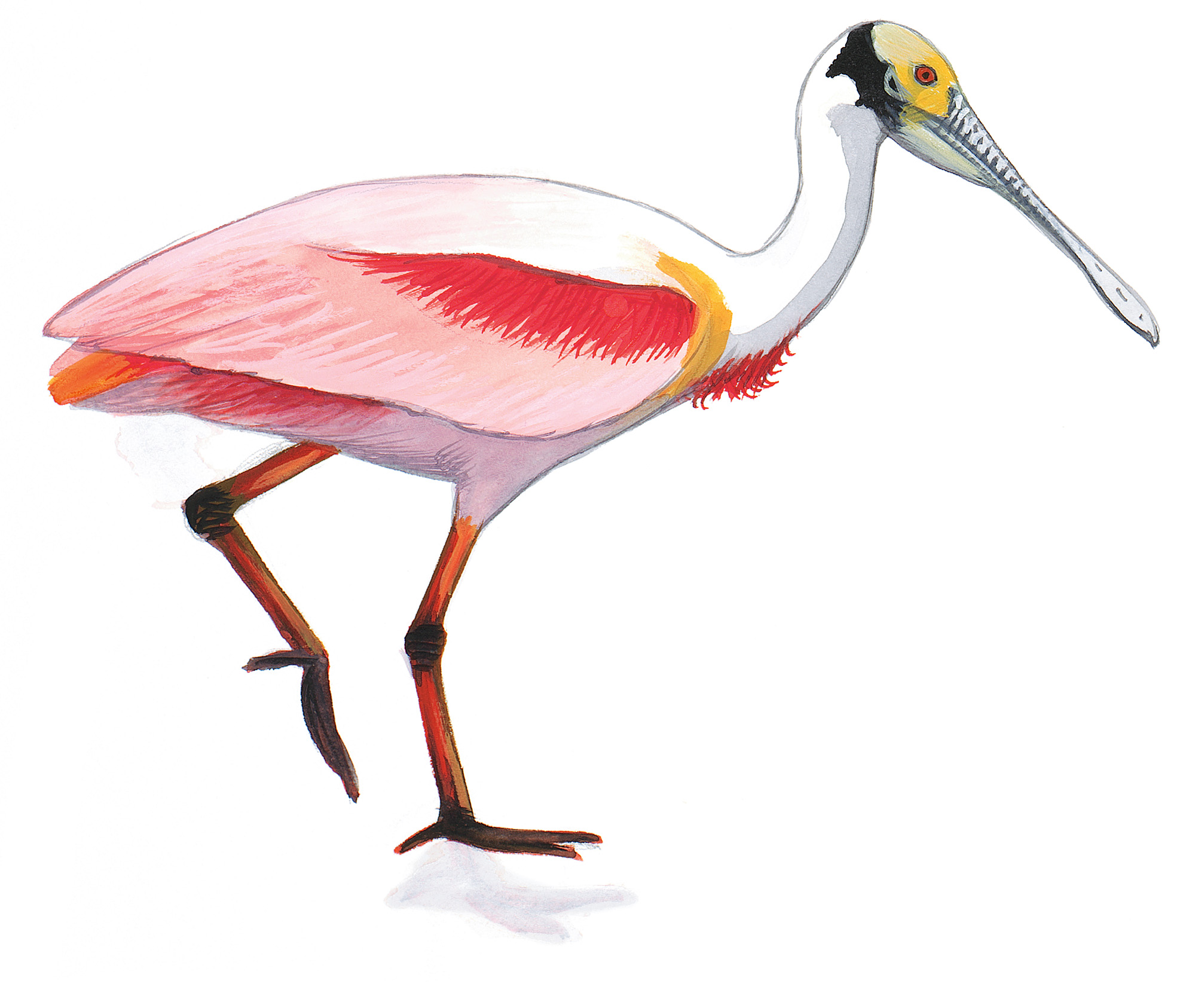 Roseate Spoonbill | John James Audubon's Birds of America