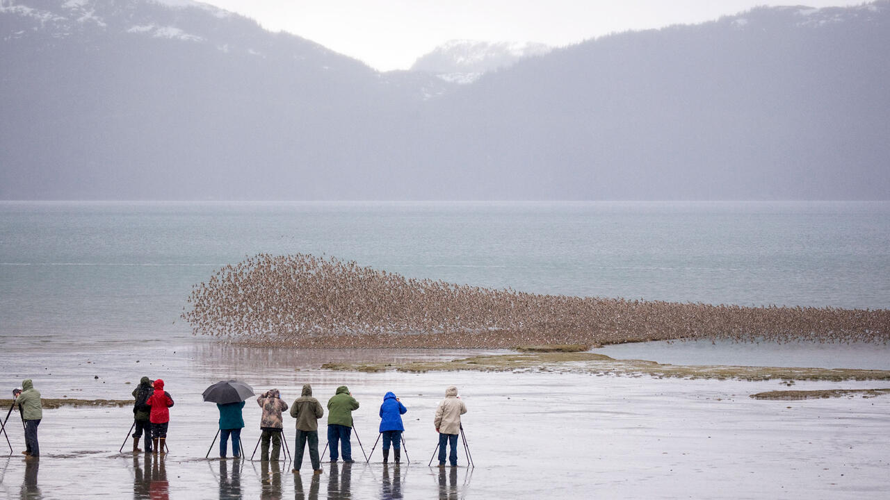 16 Virtual and In-Person Birding Festivals to Celebrate Spring Migration