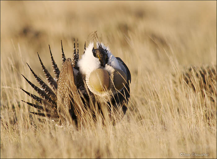 Greater Sage Grouse Audubon