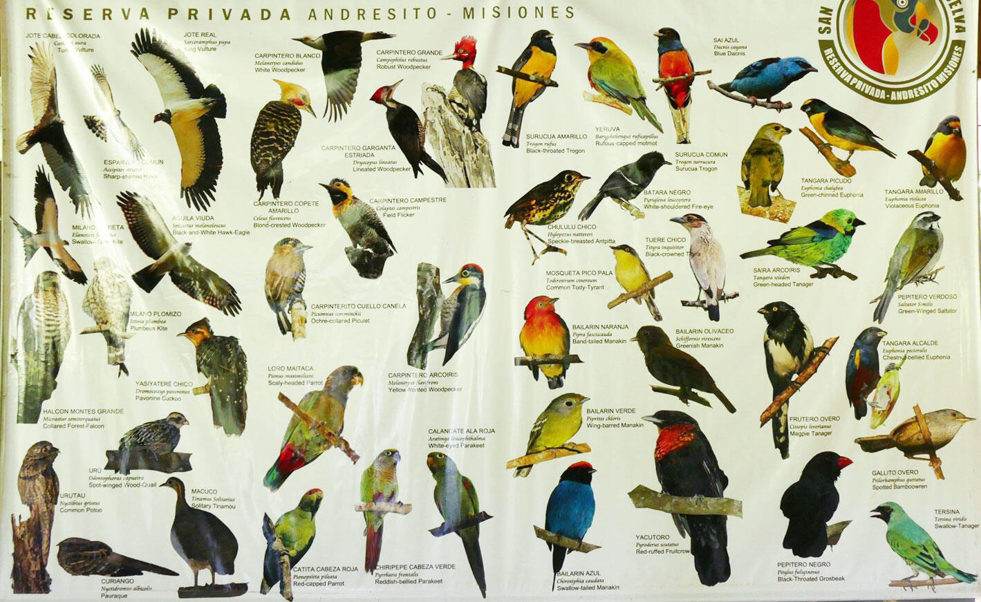 all birds of the world