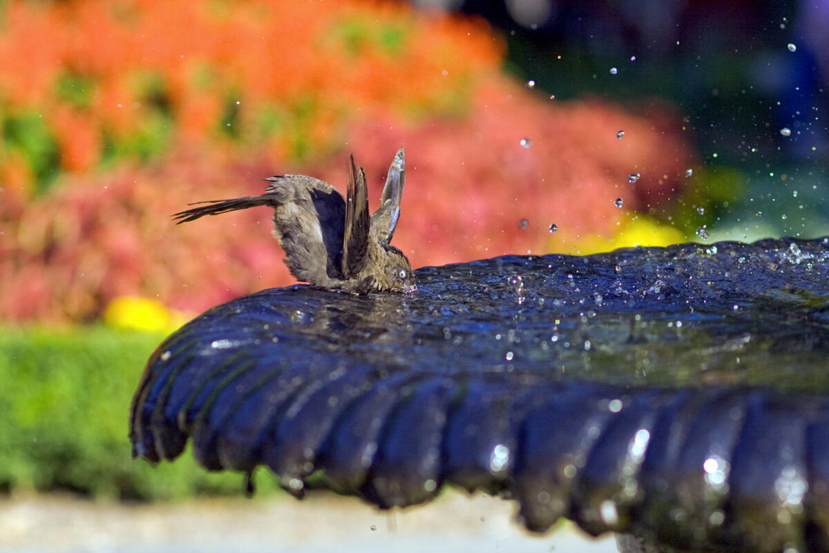 How to Help Birds Beat the Heat Audubon