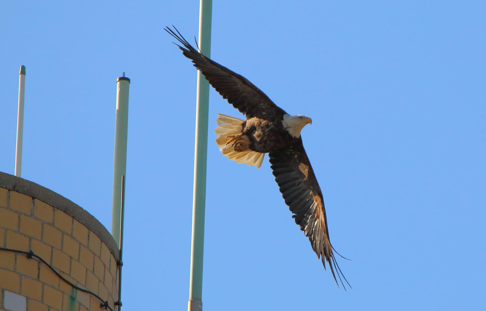 First Nesting Bald Eagle Pair Confirmed in New York City | Audubon