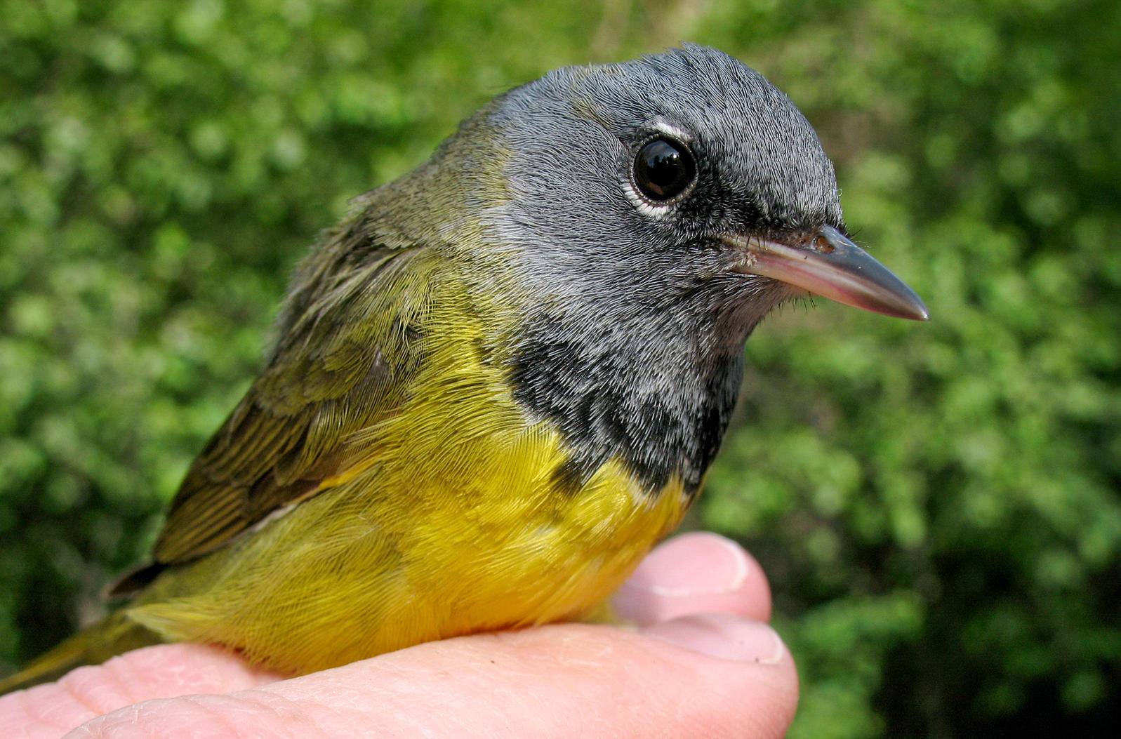 The Canadian Rockies Are Overflowing With Hybrid Birds Audubon