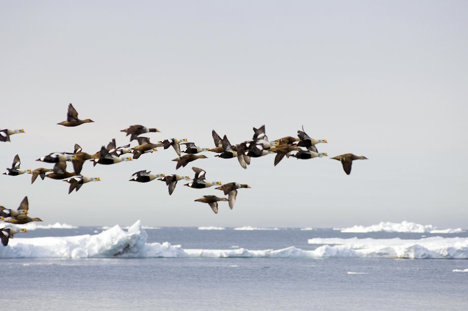 A flock of king eiders flying along the Arctic coast of the Chukchi Sea near Point Hope, Alaska, during spring migration. Photograph by Alaska Stock/Corbis