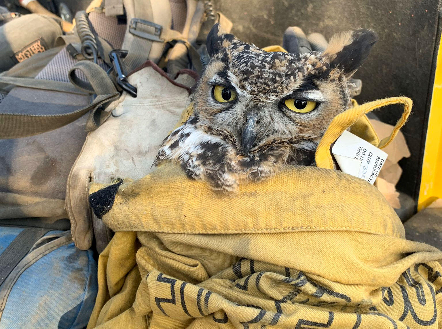 Firefighters Rescue Great Horned Owl from Ashes of California Wildfire