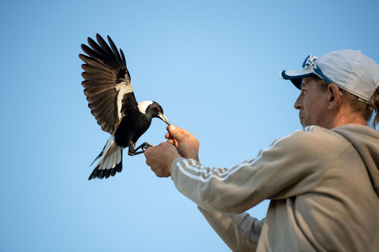 Birds Steal The Show In The New Netflix Film Penguin Bloom Audubon