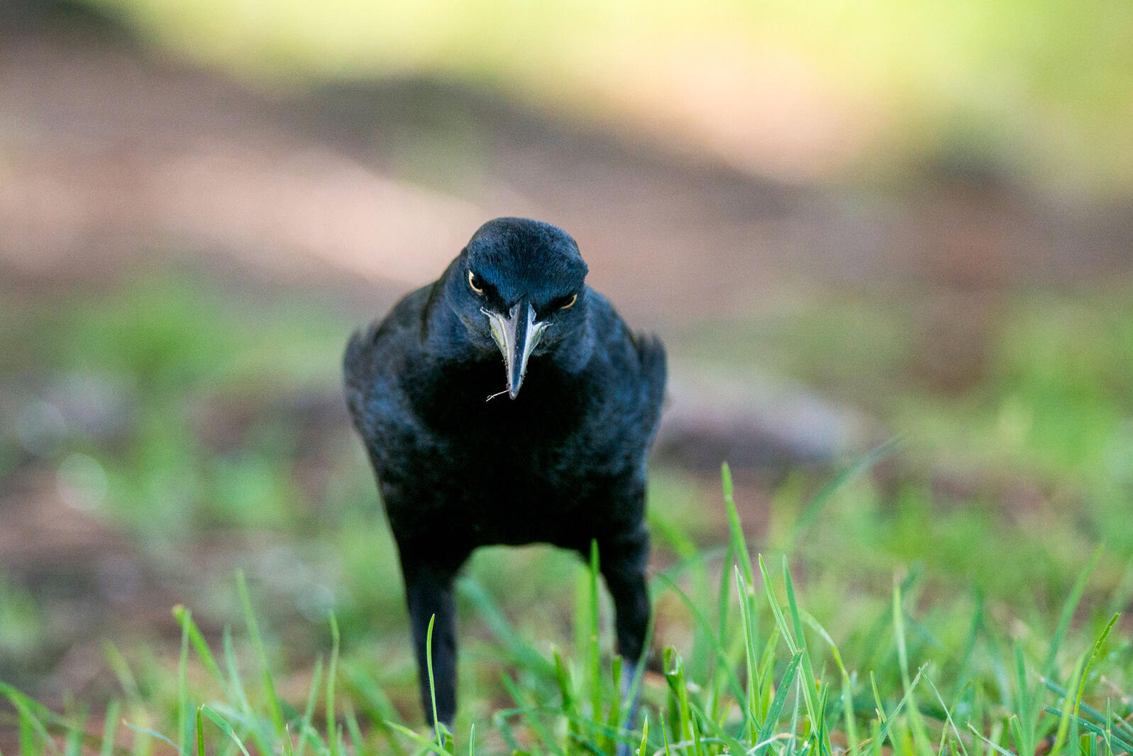In Praise of the Greattailed Grackle, a Bird That Doesn't Need Your
