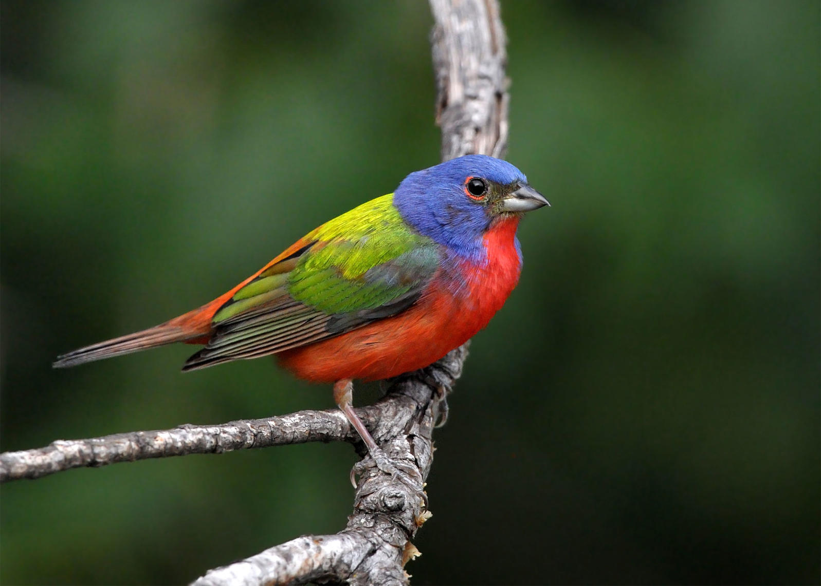 Audubon And National Geographic Declare 2018 As Year Of The Bird
