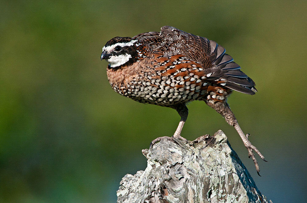 The 118th Annual Audubon Christmas Bird Count is Almost Here Audubon