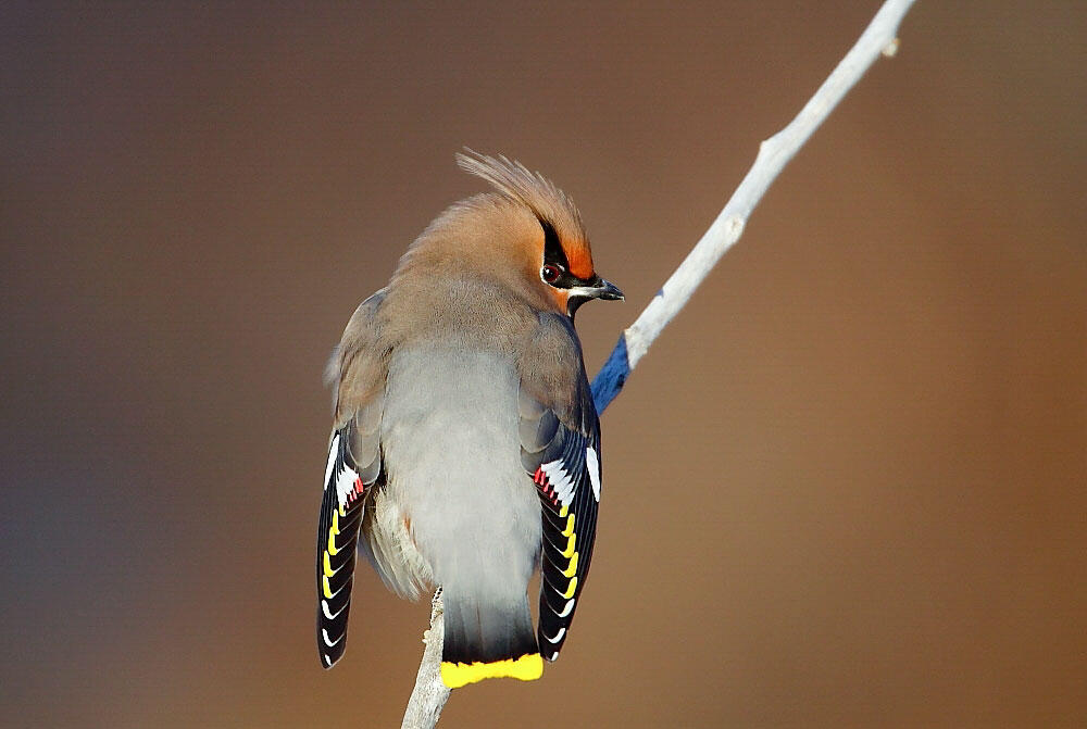 People Once Believed Bohemian Waxwings Had an Amazing Superpower Audubon