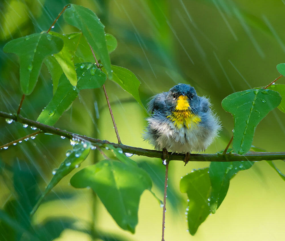 Why Do Birds Avoid Flying in the Rain? Audubon