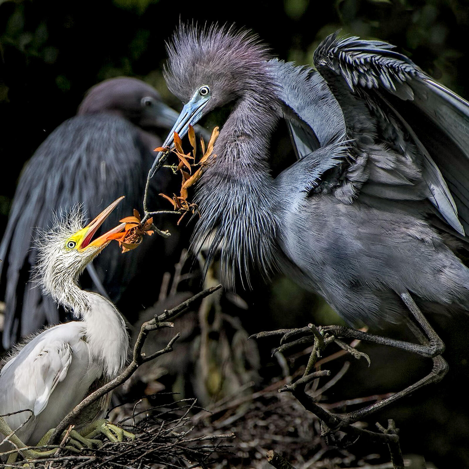 The Little Blue Heron S Color Swap Audubon