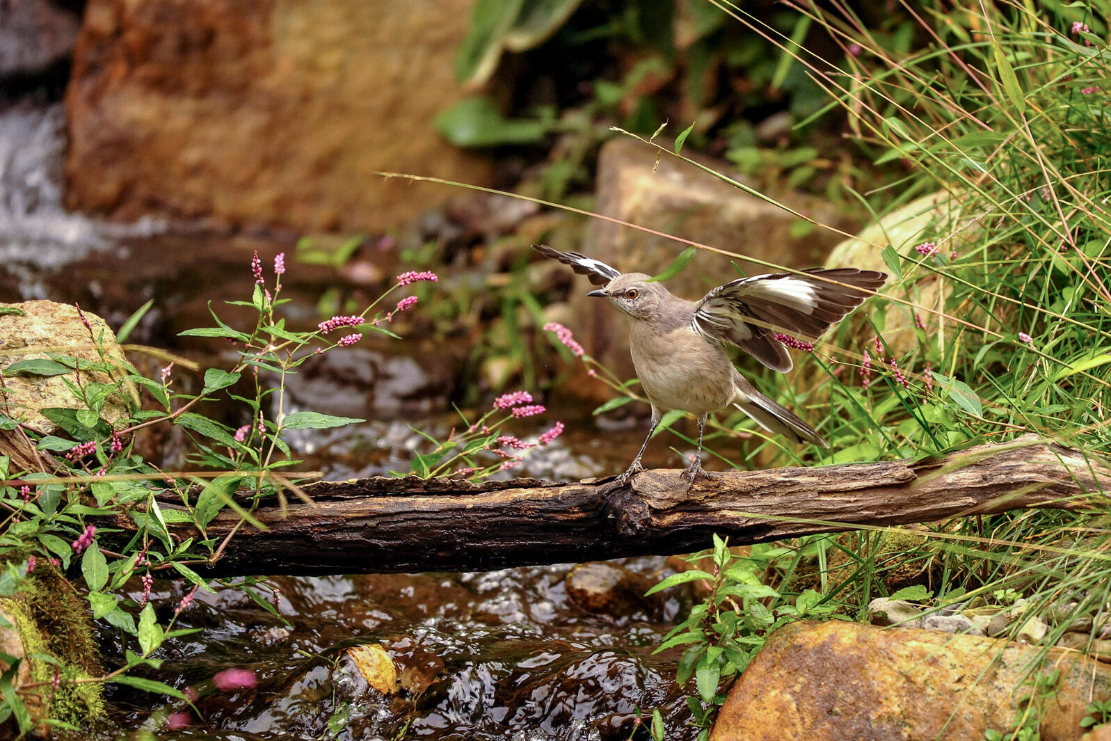 10 Fun Facts About the Northern Mockingbird Audubon