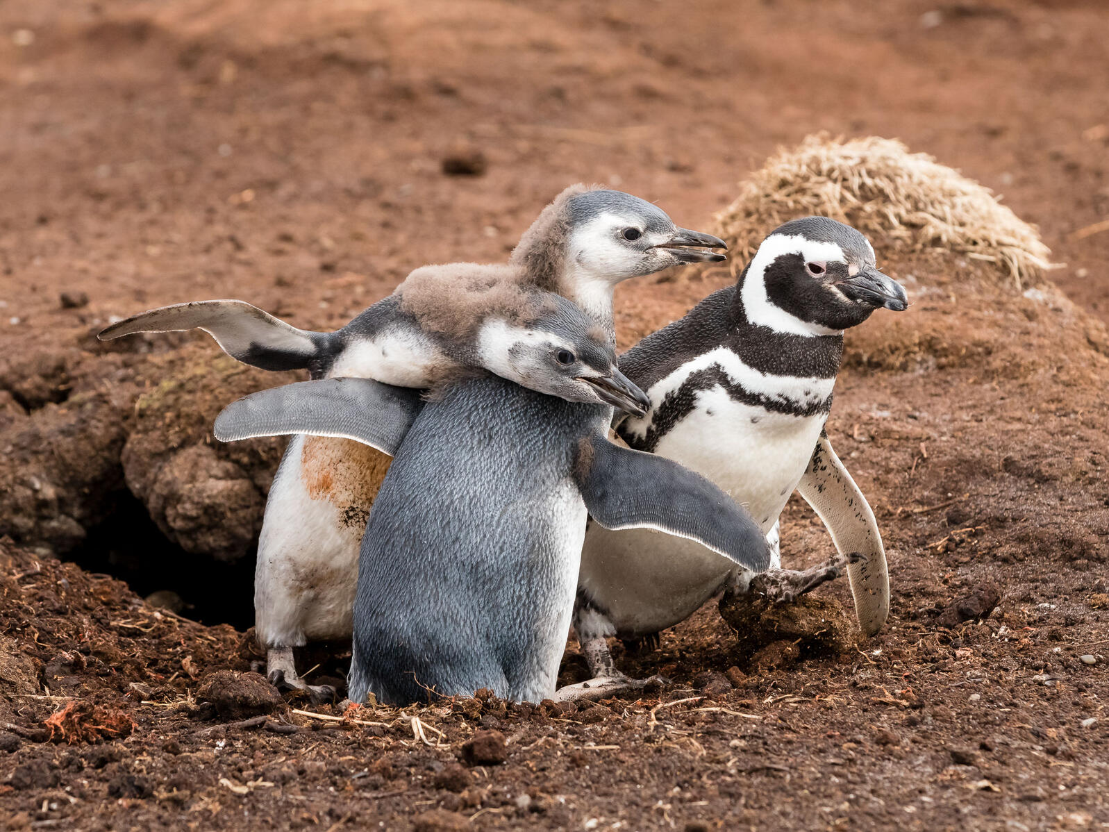What It S Like To Hold A Baby Penguin Audubon