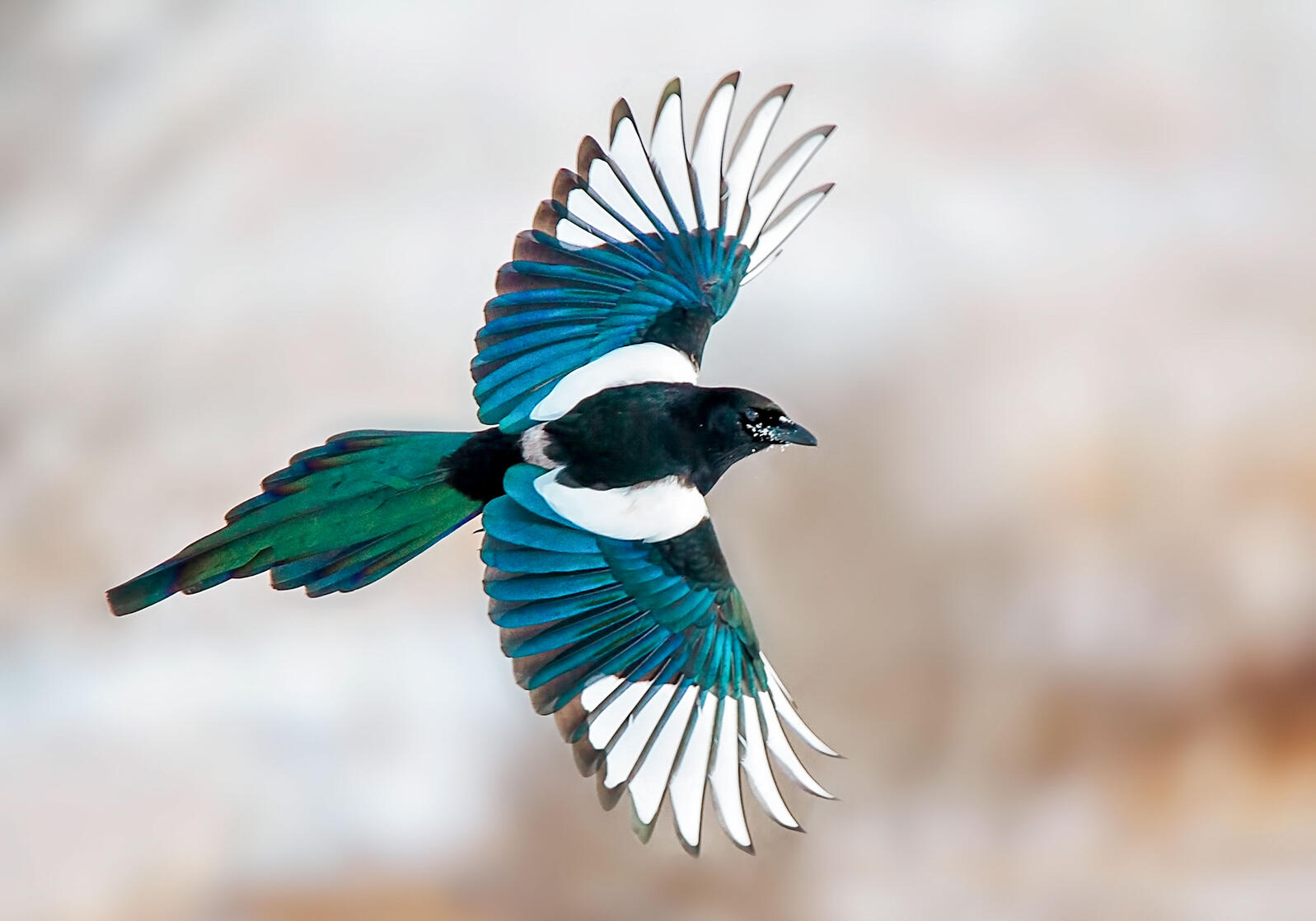 Do Magpies Like Stealing Shiny Things? | Audubon