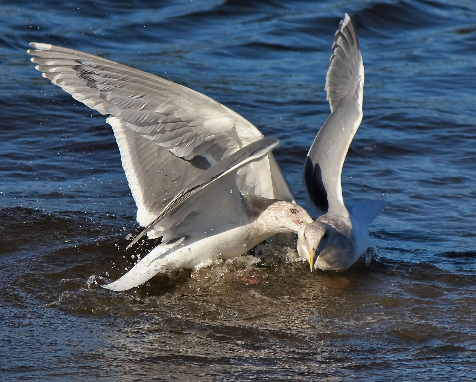 Climate Change Might Have Some Gulls Resorting To Cannibalism Audubon I discovered that i love drawing birds. climate change might have some gulls