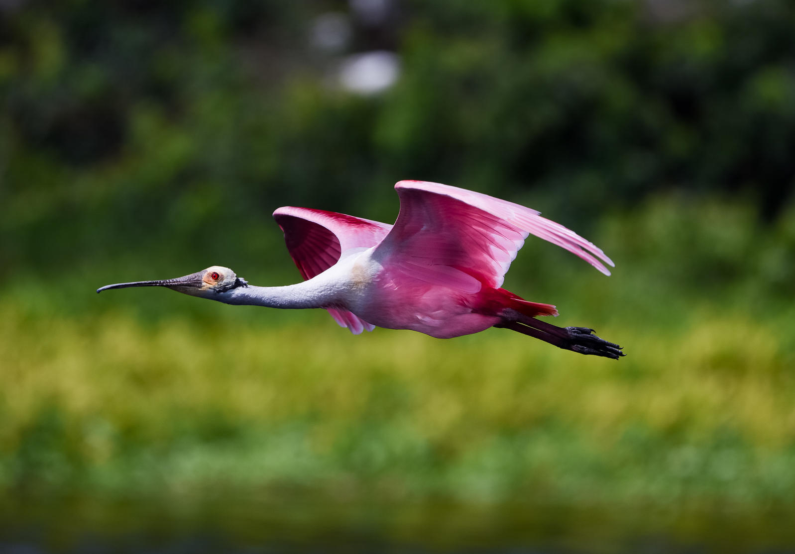 Audubon Supports The Great American Outdoors Act Audubon