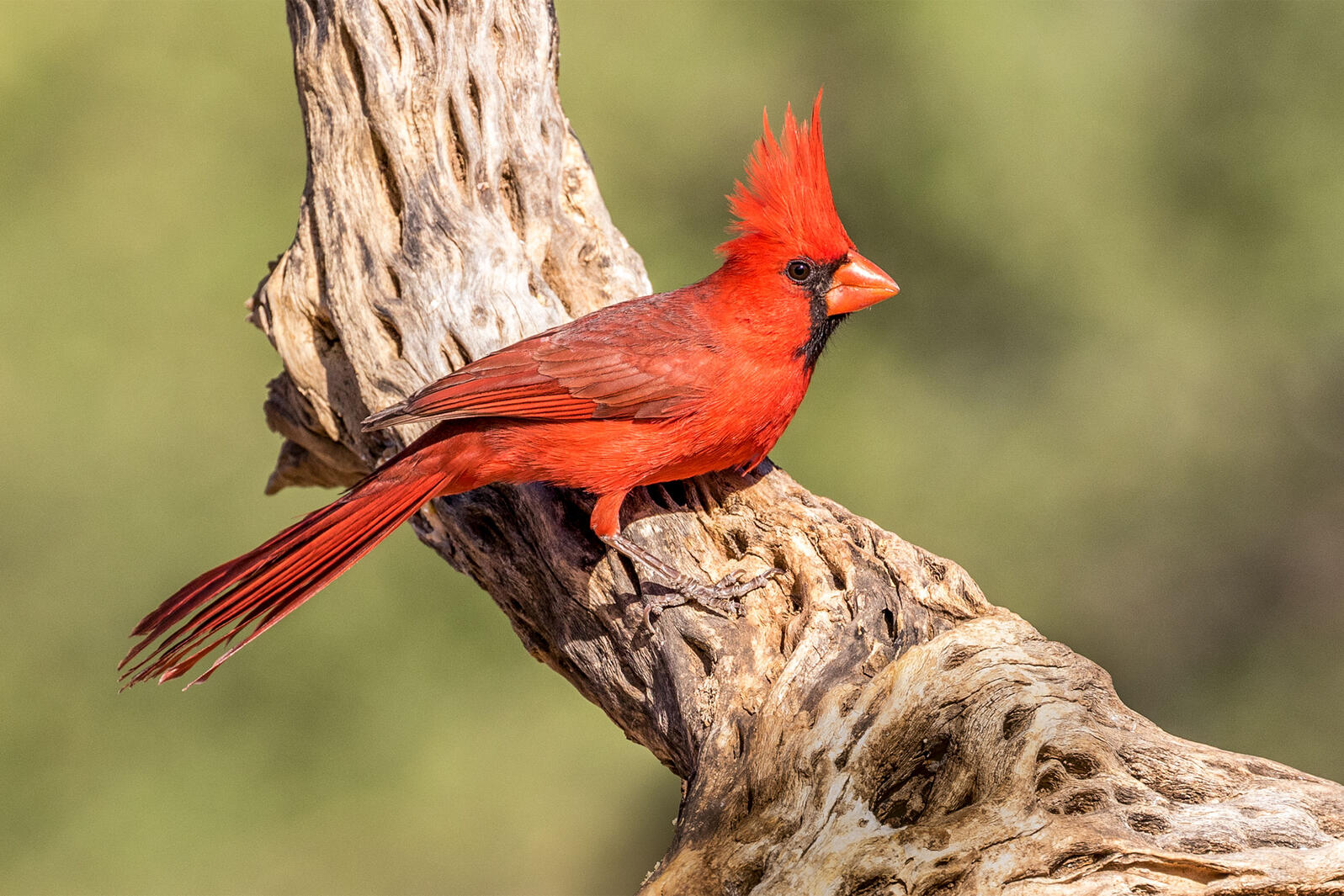 For Male Cardinals, the Redder the Better
