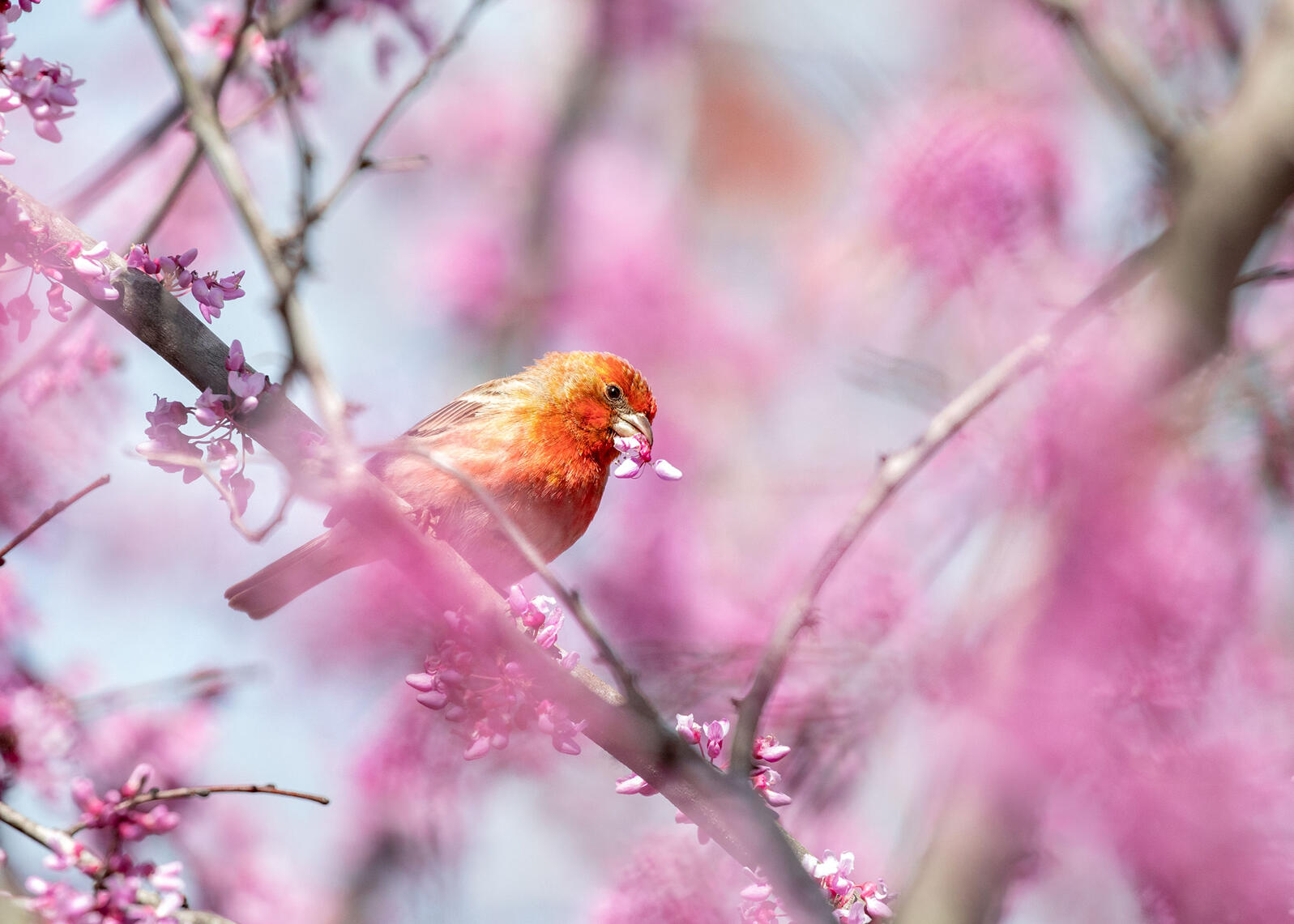 A small bird with a proportionally large beak, and orangey-red plumage on its face and chest perches on a tree branch and holds a small, pink flower blossom in its beak.