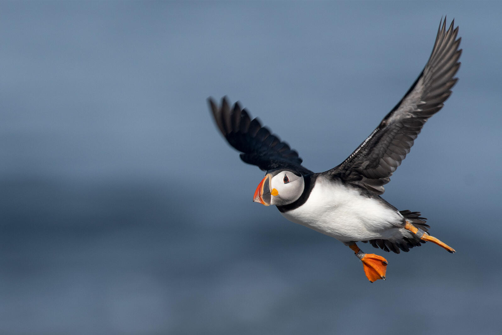 Trump Opens Atlantic’s Only Marine Monument to Commercial Fishing