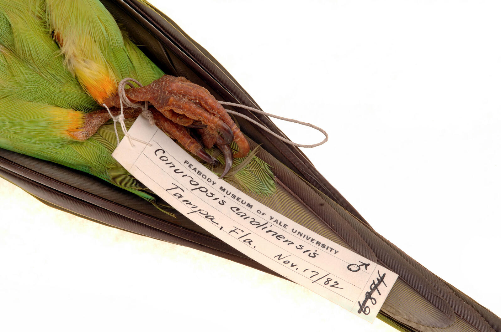 audubon carolina parakeet