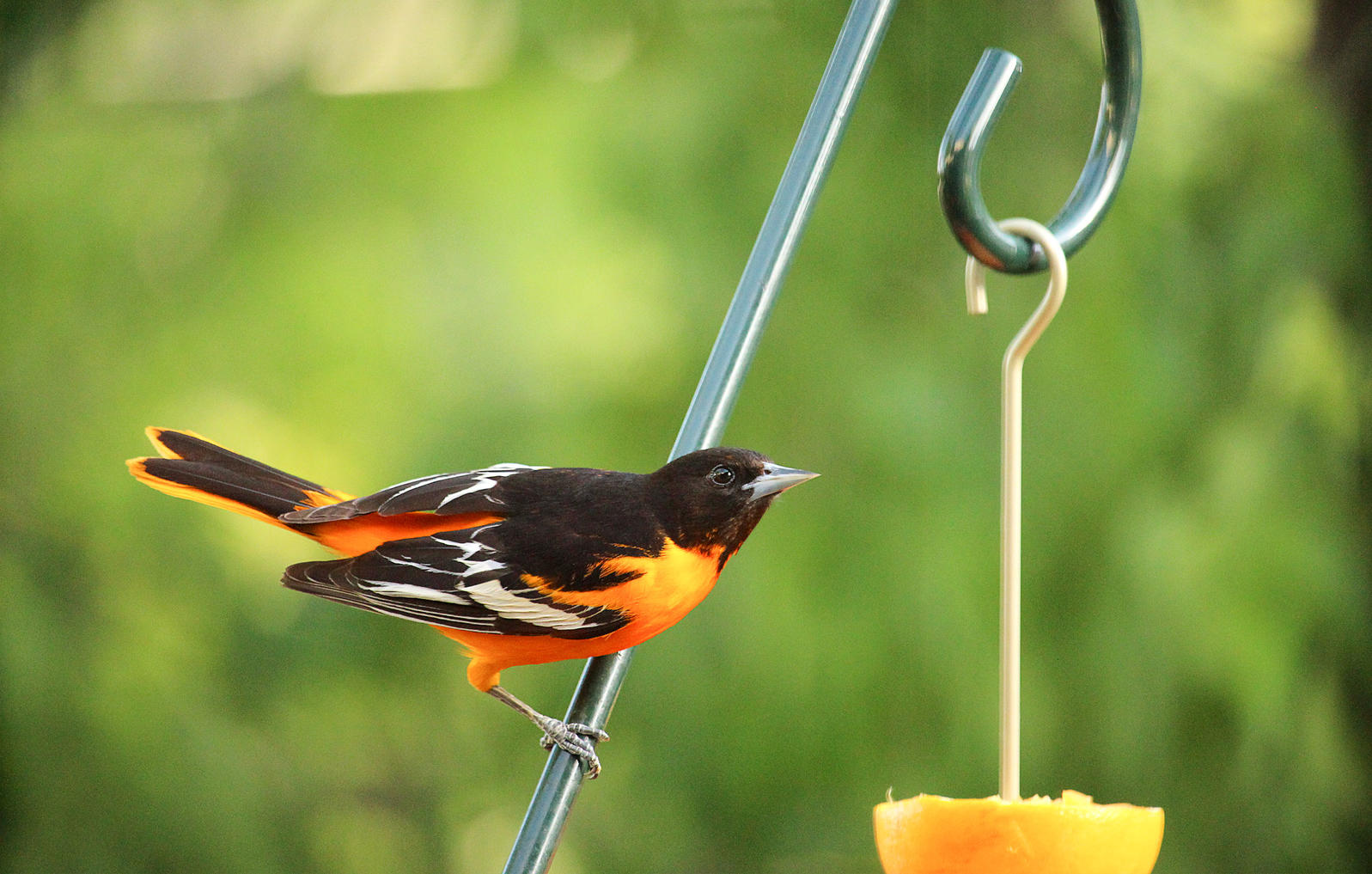 Four Quick Tips For Identifying Hybrids Birds Audubon