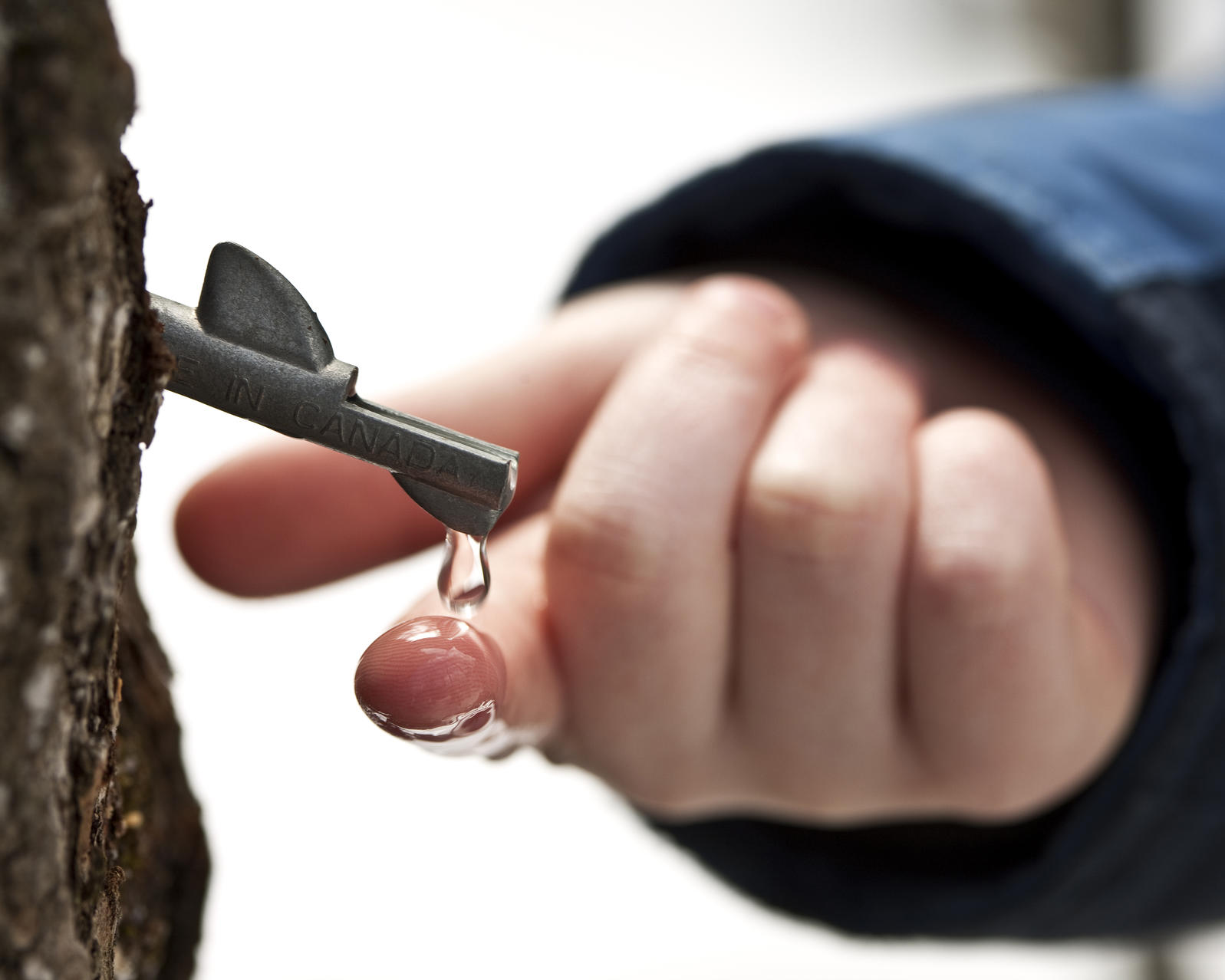 Who Invented Maple Syrup