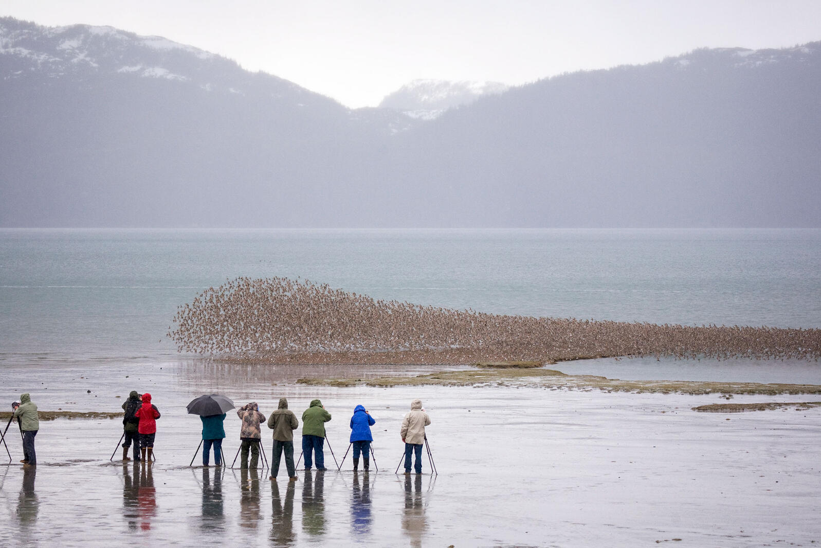 Birders photograph a flock of shorebirds in Hartney Bay, Alaska during the Copper River Delta Shorebird Festival. Design Pics Inc/Alamy