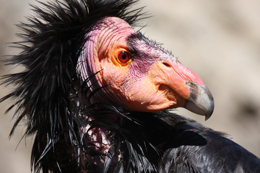 Bird's Eye View California Condors Soar Back from the Brink Audubon