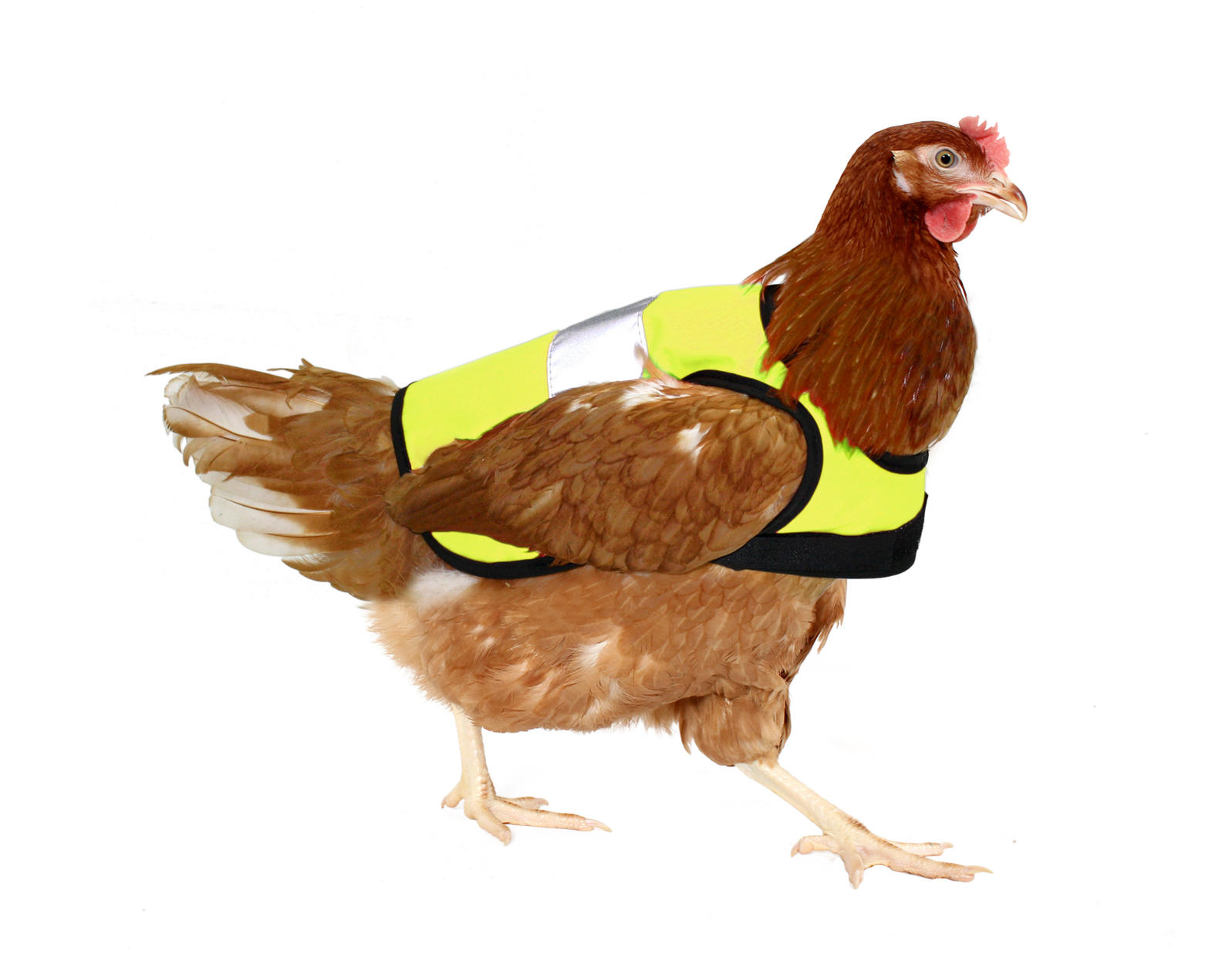 Protective Vests Help Chickens Cross the Road Audubon