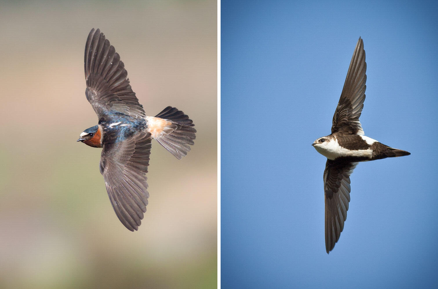 Is That a Swallow or a Swift? Audubon