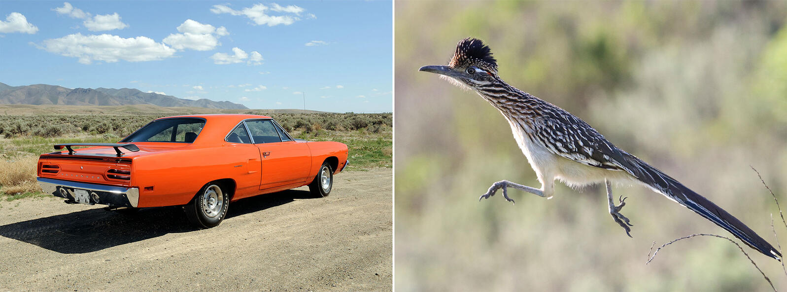 A Brief History Of Cars Named For Birds Audubon
