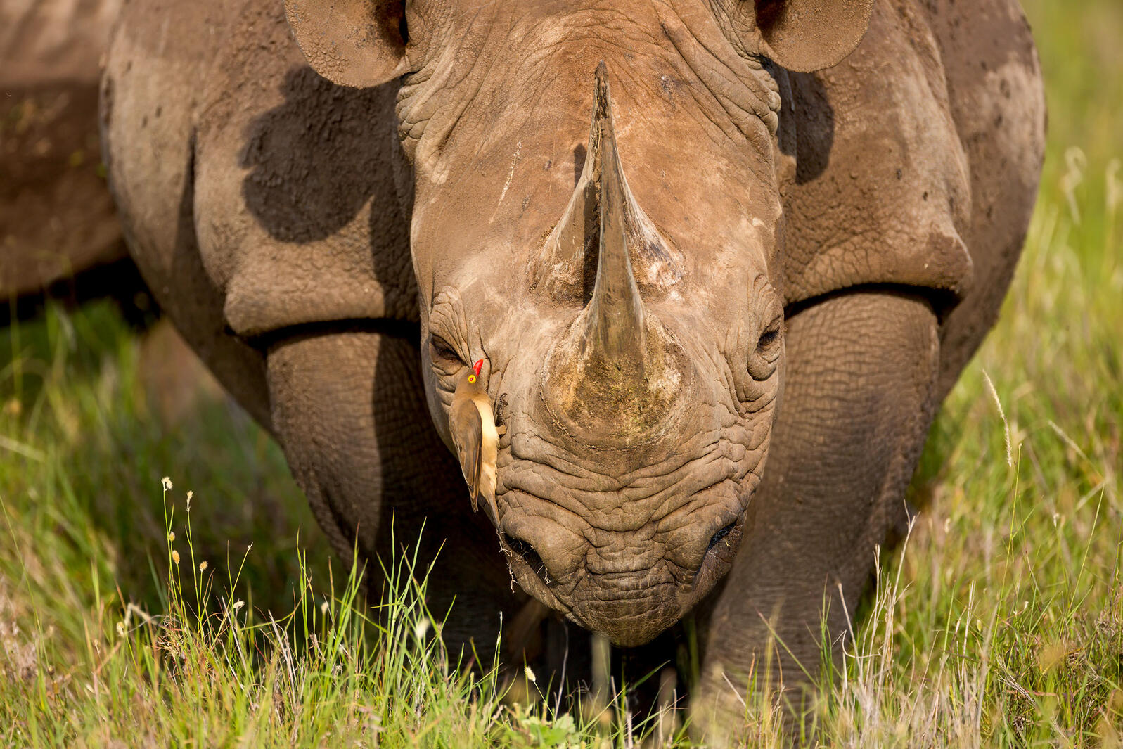 These Birds Protect Black Rhinos From Poachers (but Also Drink Their Blood)