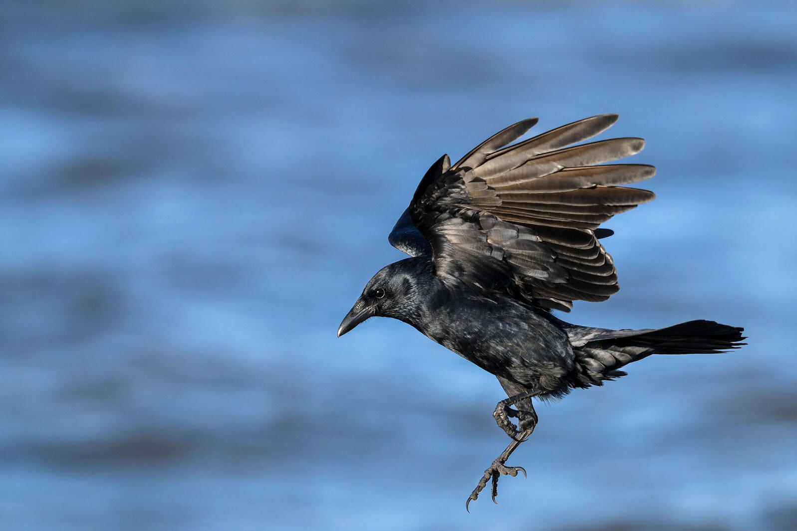 10 Fun Facts About the American Crow 10 Fun Facts About the American Crow