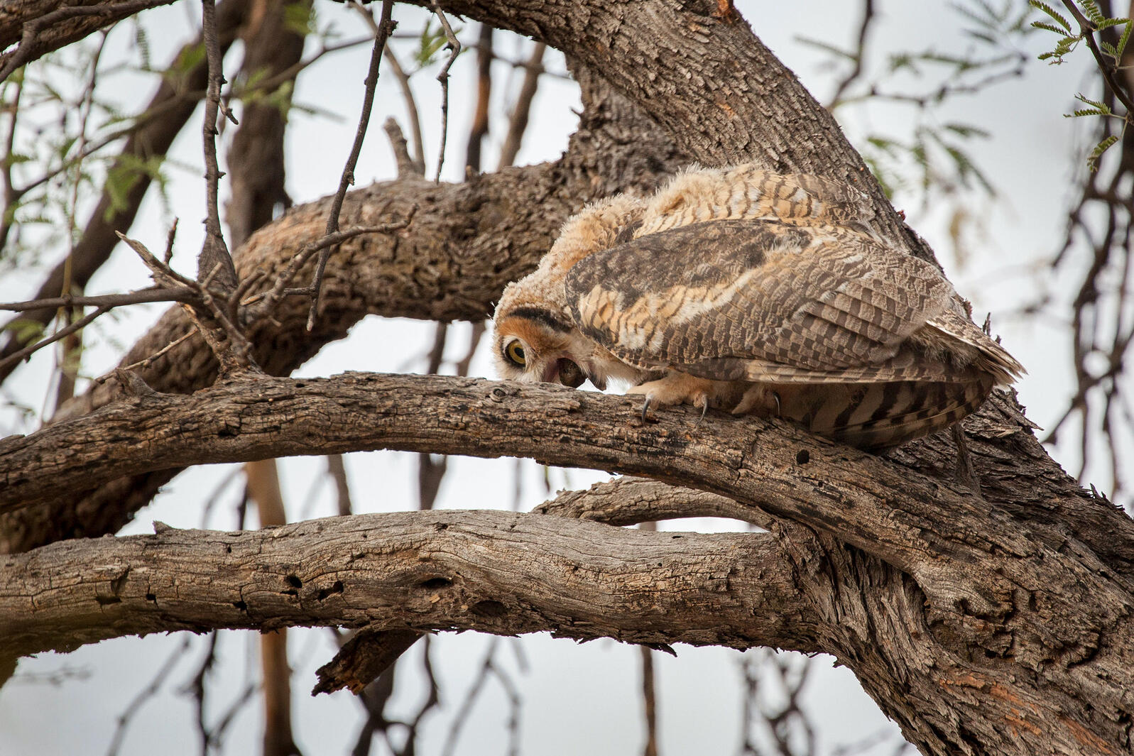 What Is An Owl Pellet Audubon