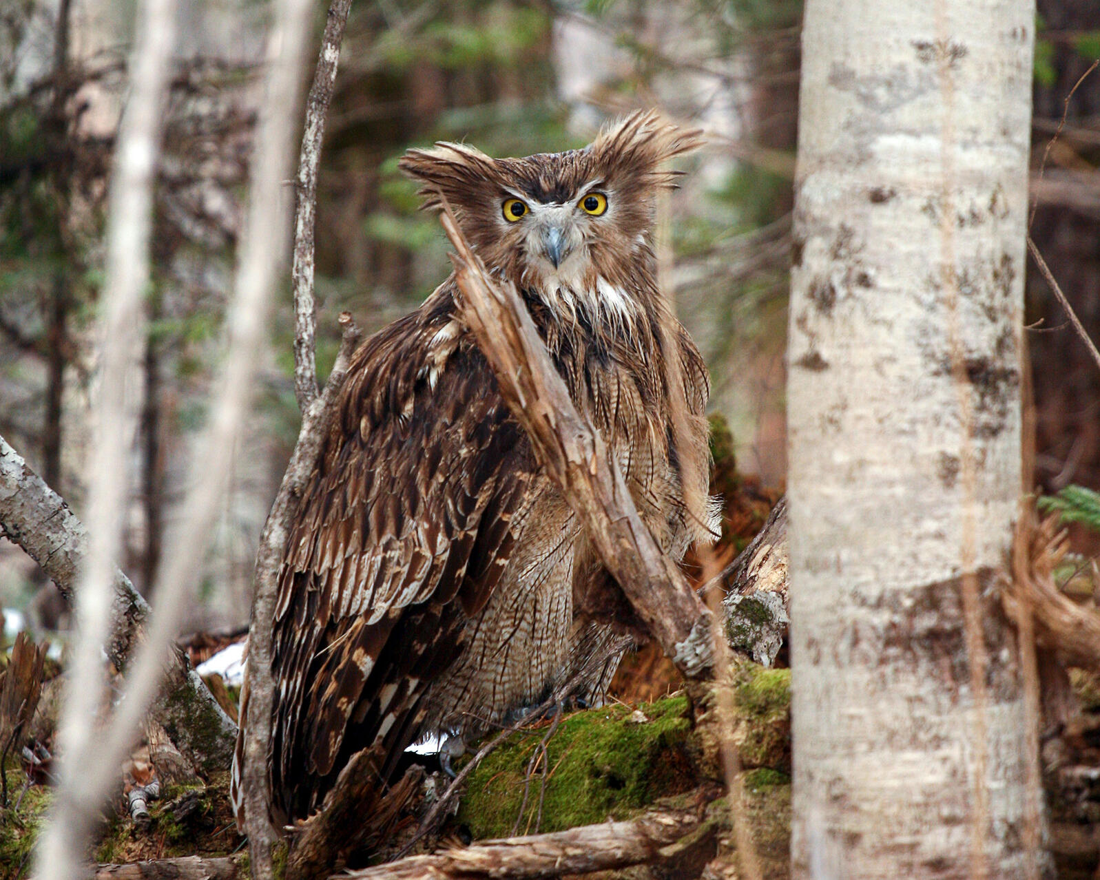 Searching for Elusive Blakiston's Fish Owls in the Ancient Forests of