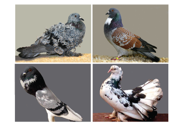 The Amazing Diversity Of Pigeons Audubon