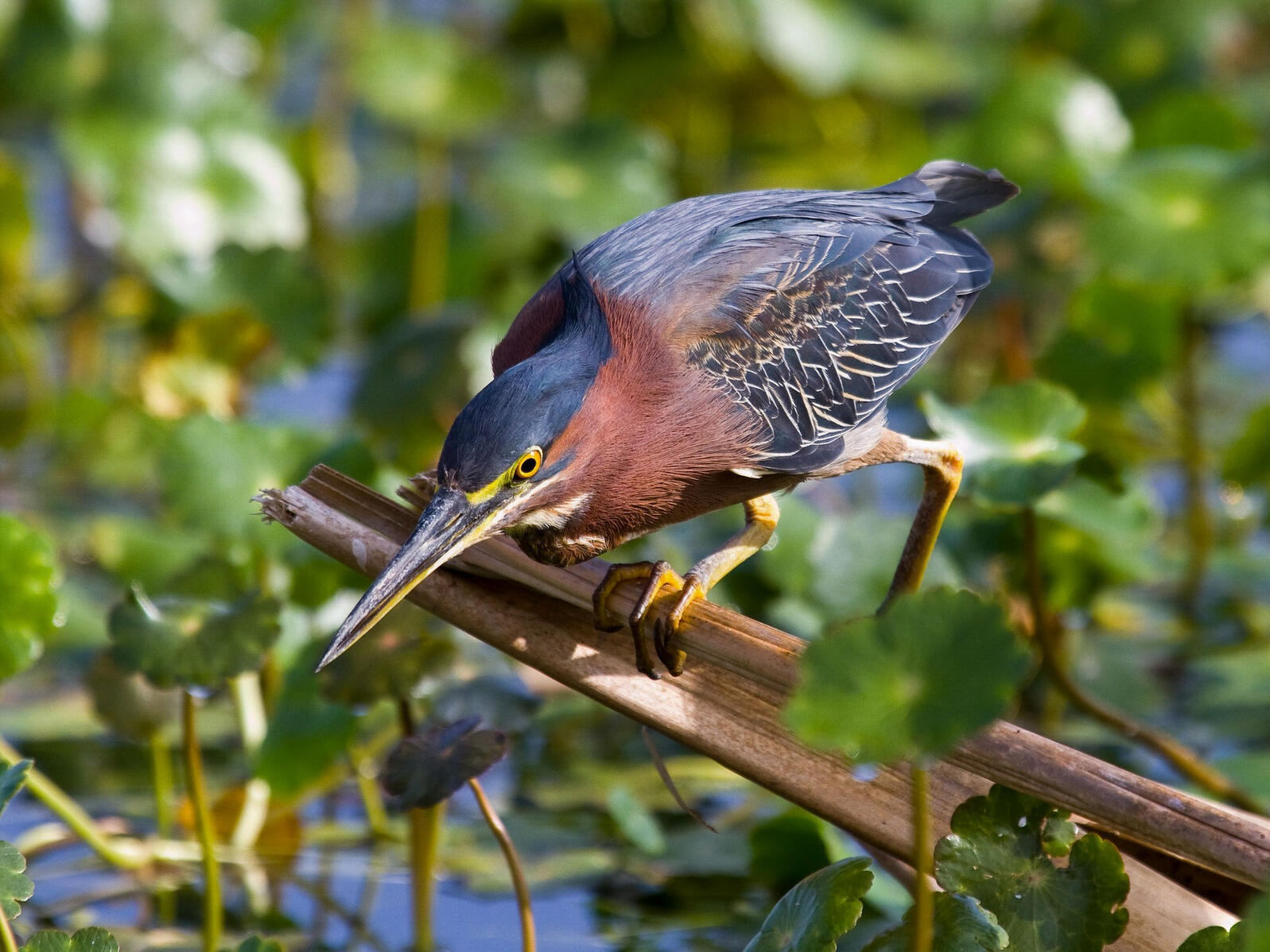 The Clever Way Green Herons Lure Prey Audubon