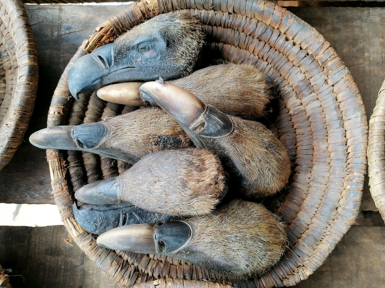 Growing Demand for Vulture Heads Threatens the Birds’ Survival in Africa Growing Demand for Vulture Heads Threatens the Birds’ Survival in Africa