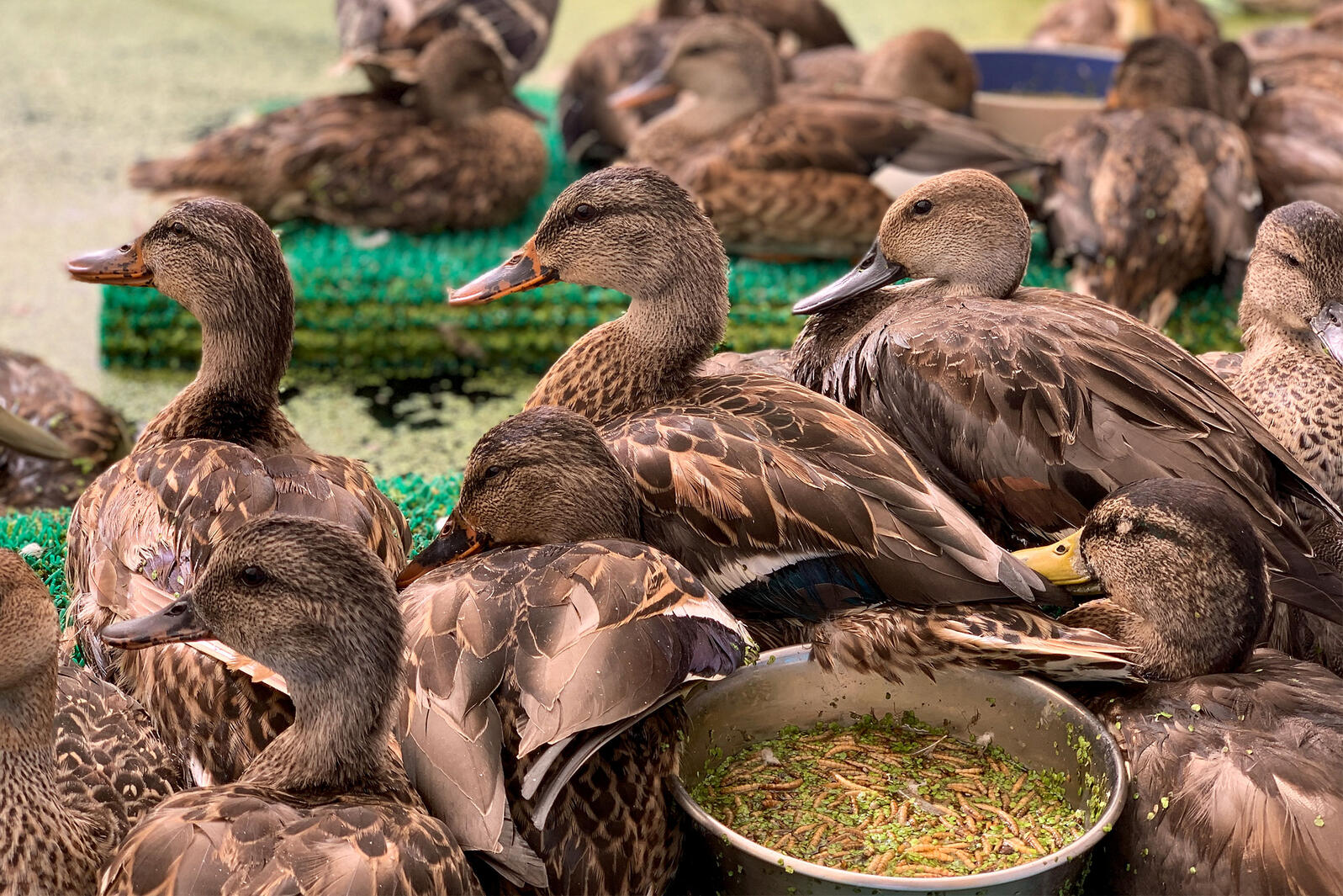 bird emergency hospital