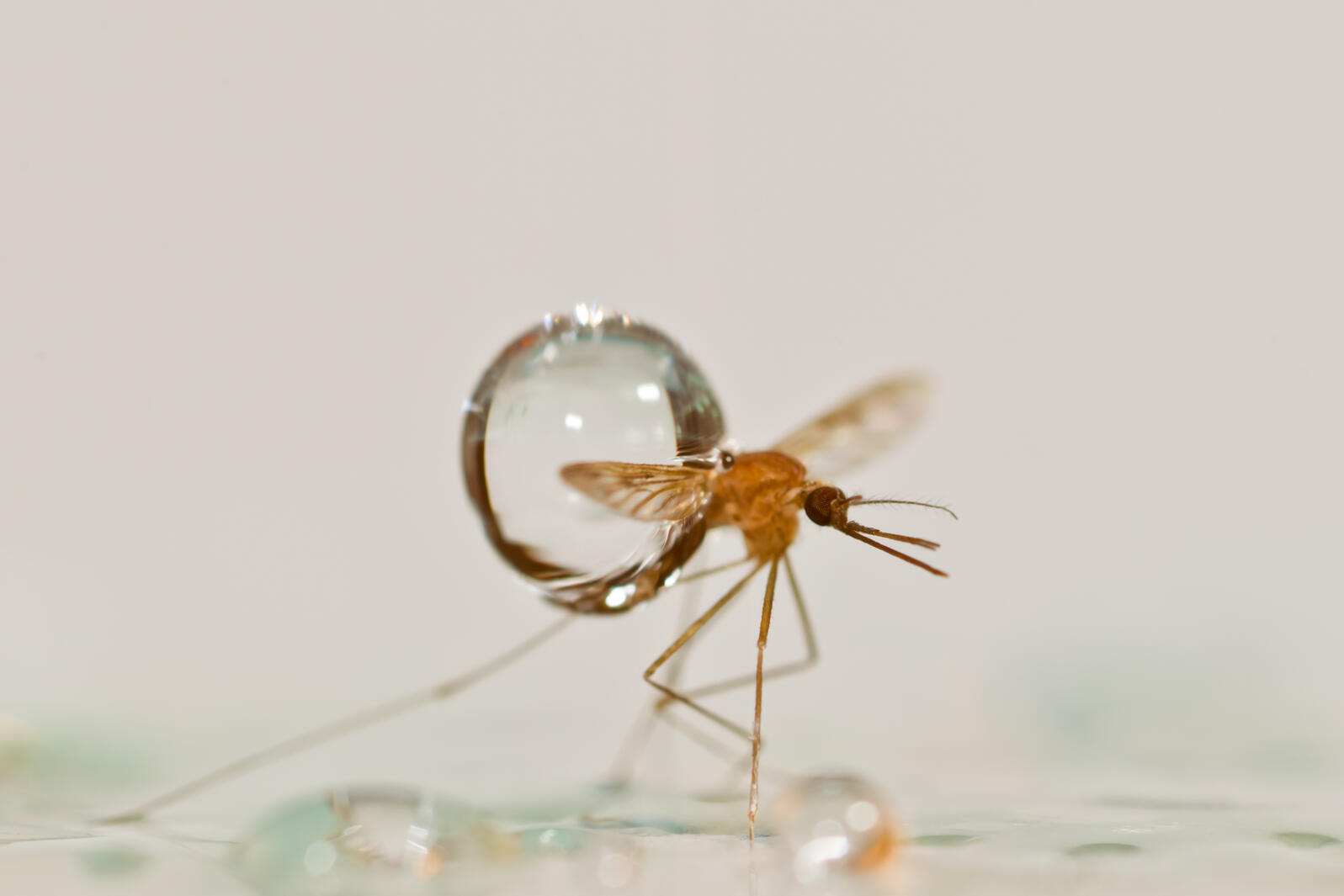 Mosquitoes Ride the Rain Audubon