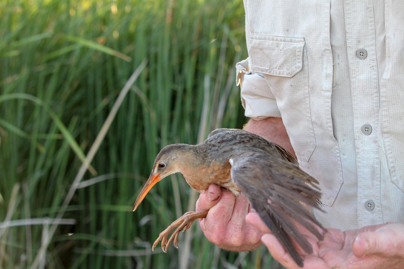 What It's Like to Catch and Band a Yuma Ridgway’s Rail Audubon