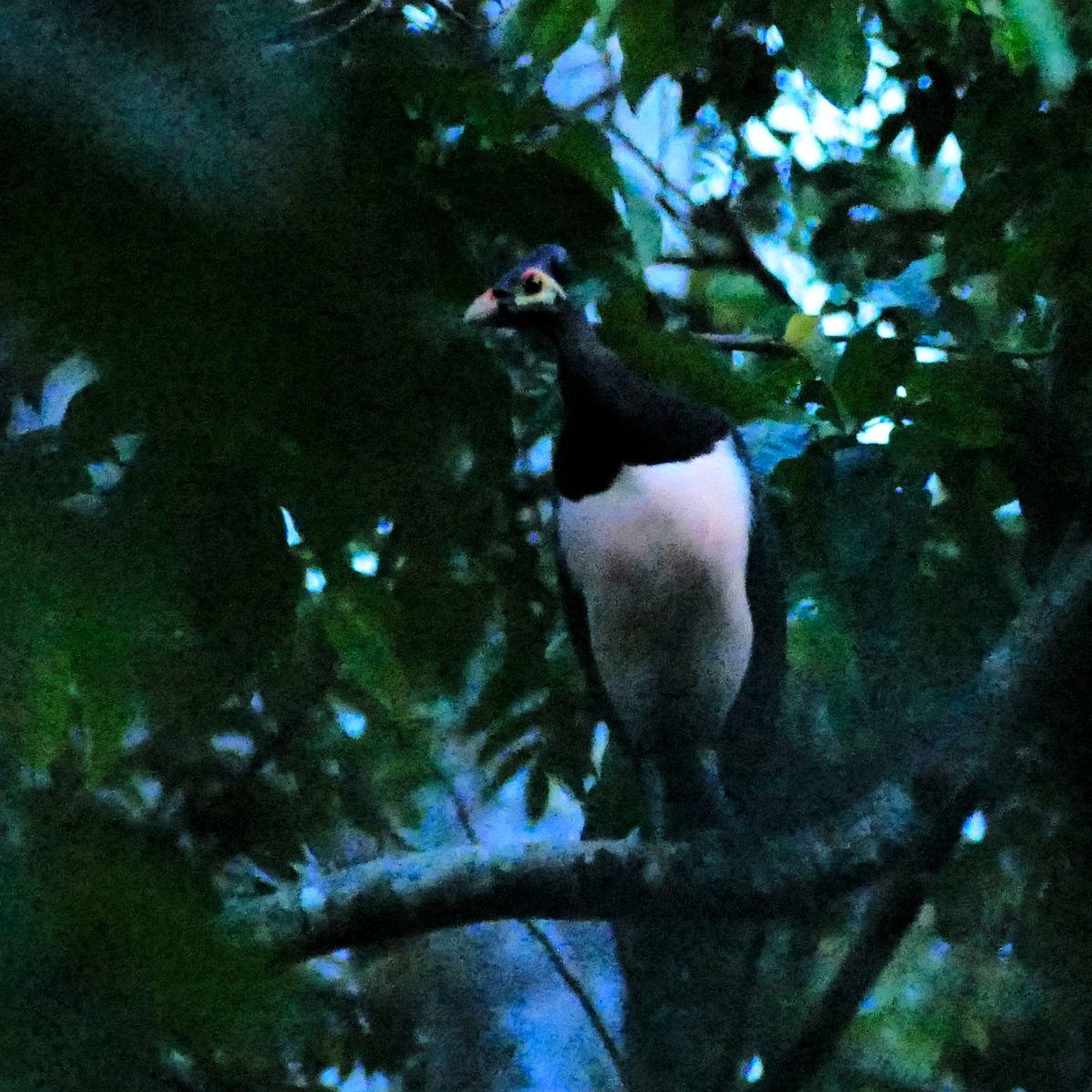 Day 328: The Maleo | Audubon