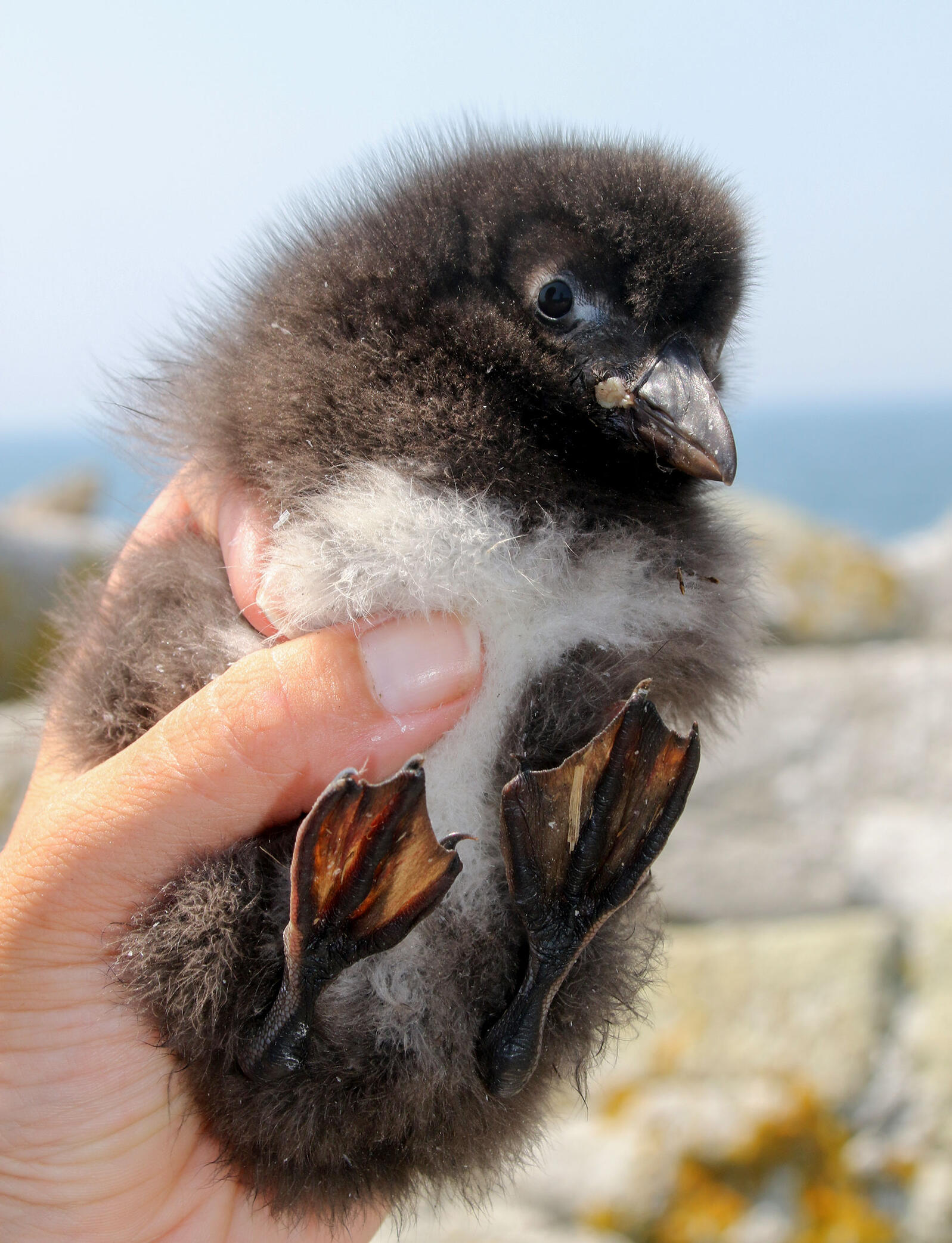 Why Maine's Baby Puffins Are Growing So Slowly This Year Audubon