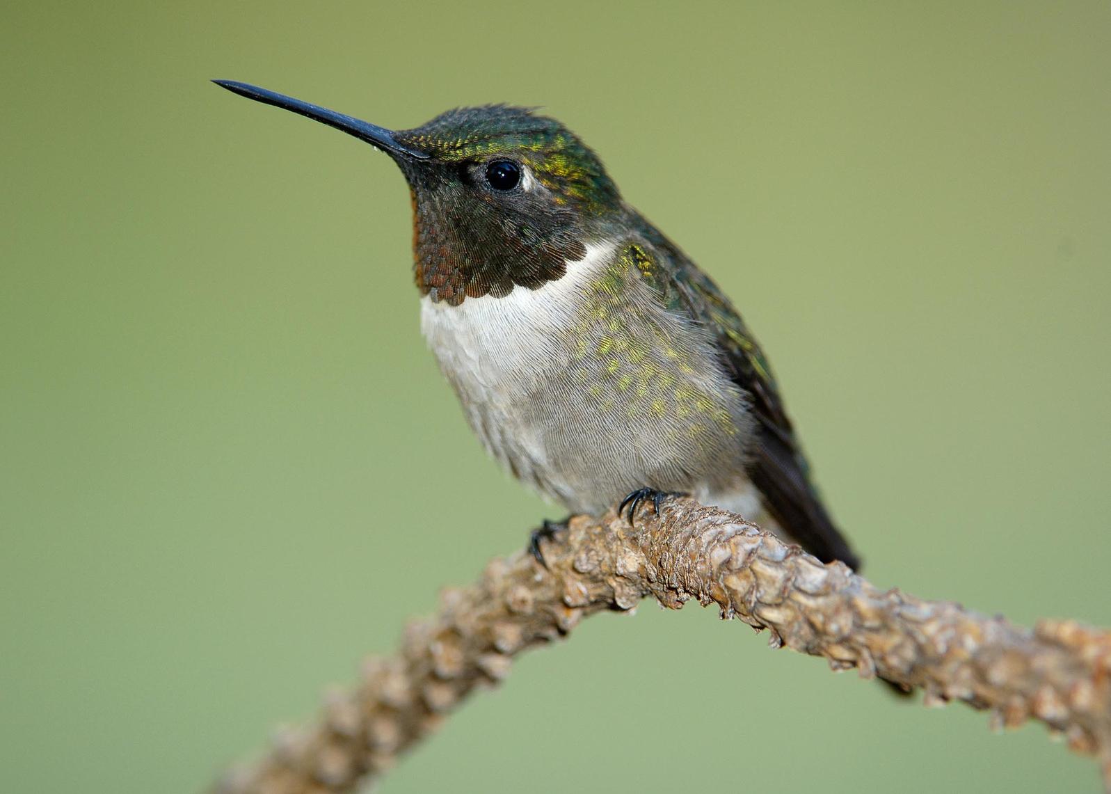 Strawberry Plains Celebrates Hummingbird Migration Audubon